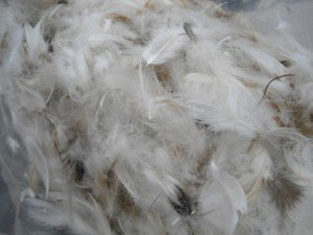 Picture of Feather & Down Filling