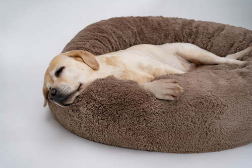 foam pet bed