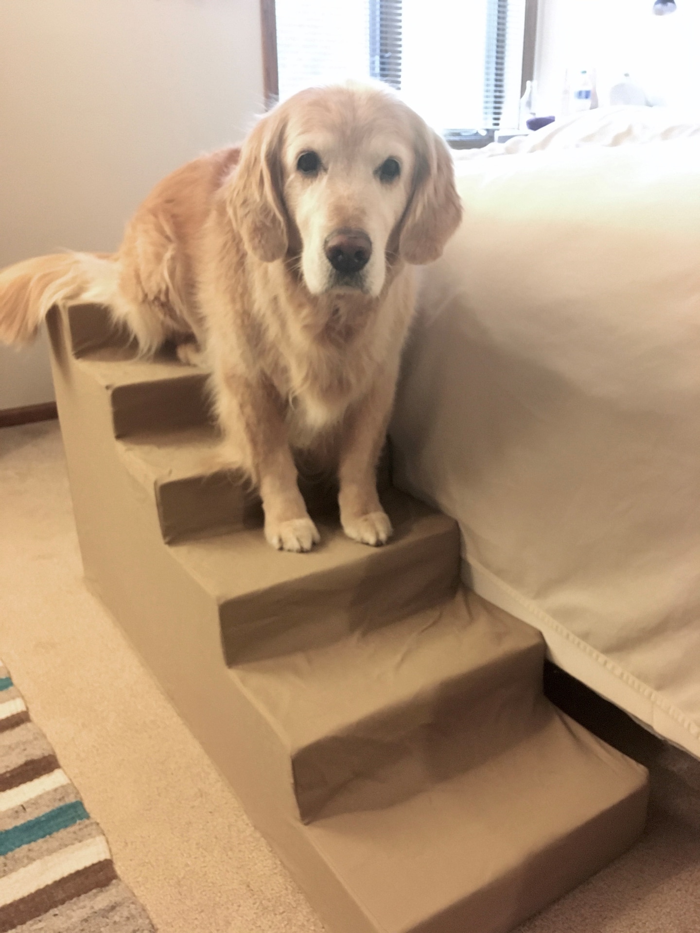 images Pet Staircase