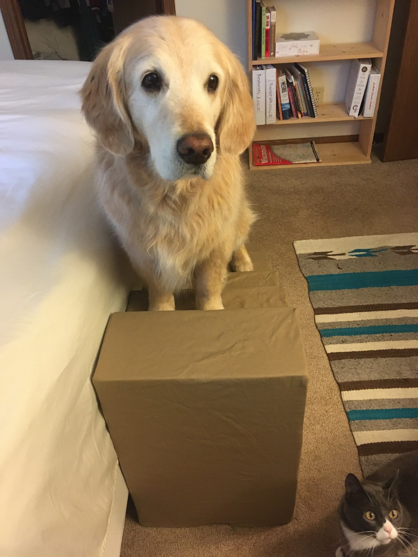 images Pet Staircase